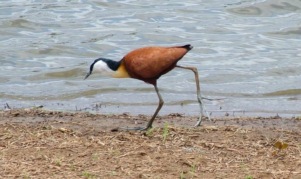 african-jacana-along-the-shore-at-sunset-dam-near-lower-sabie-rest-camp-in-kruger-national-park-south-africa