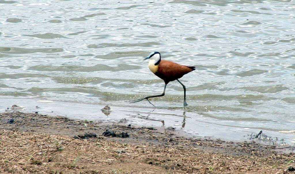 african jacana, sunset dam, kruger national park, south africa