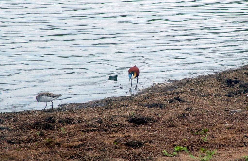 african-jacana-along-the-shoreline-at-sunset-dam-near-lower-sabie-rest-camp-in-kruger-national-park-south-africa