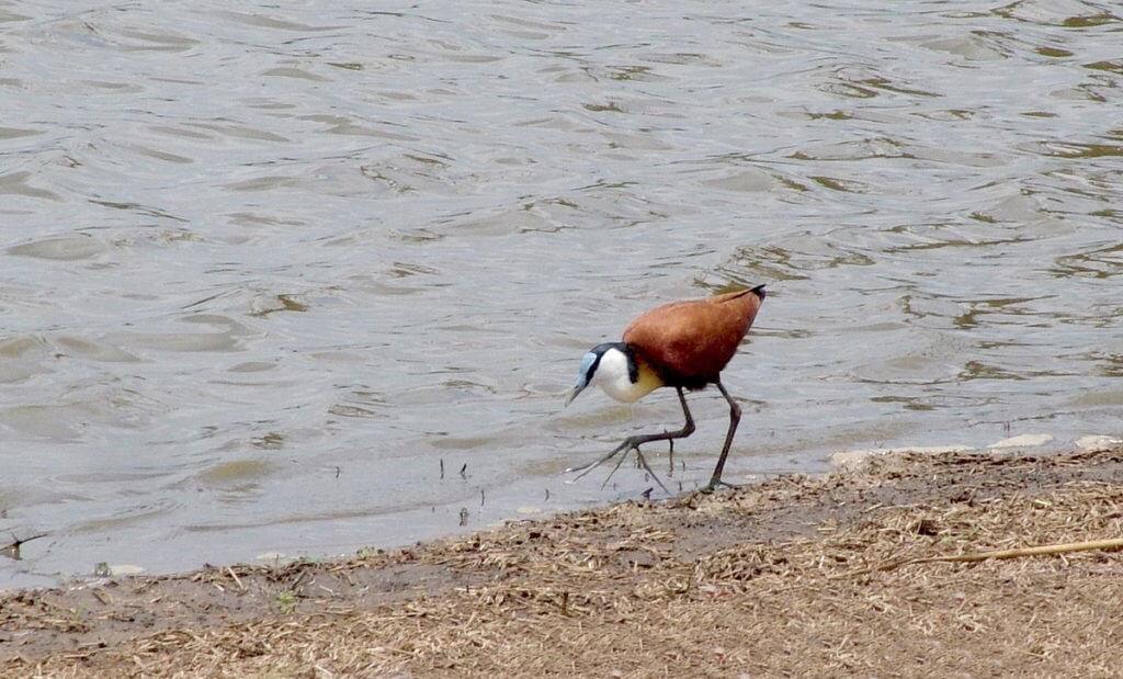 african-jacana-along-the-shoreline-at-sunset-dam-near-lower-sabie-rest-camp-in-kruger-national-park-south-africa-2
