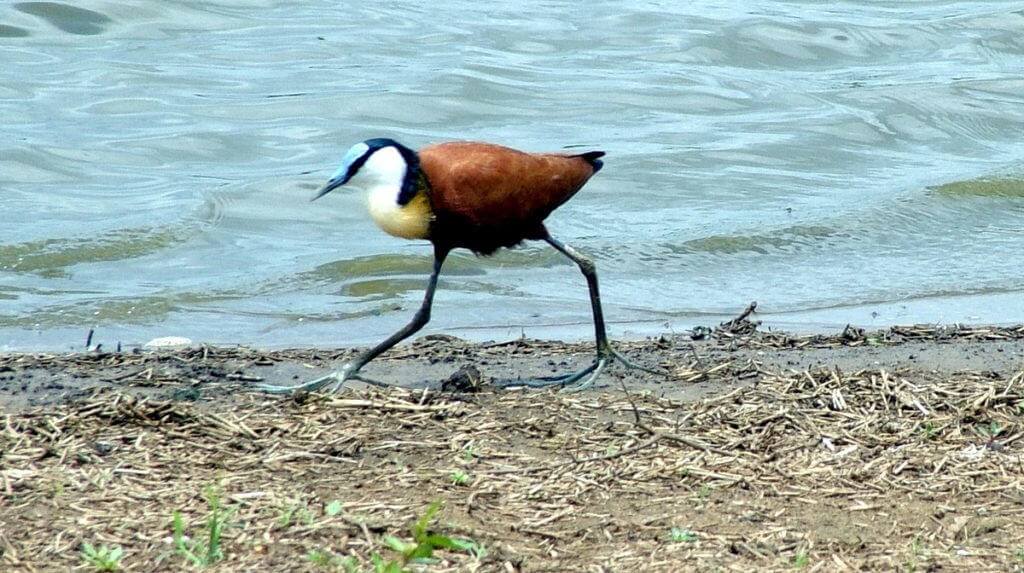 african-jacana-along-the-shoreline-at-sunset-dam-near-lower-sabie-rest-camp-in-kruger-national-park-south-africa-3