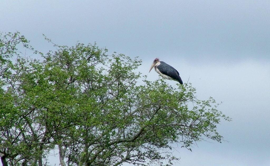 black stork, kruger national park, south africa