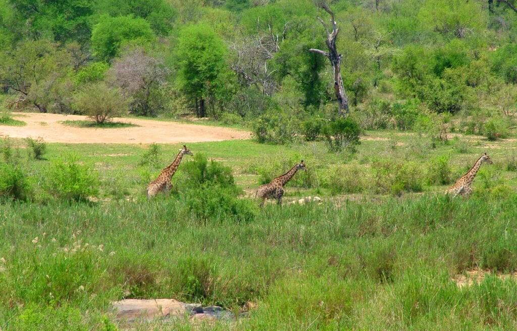 An image of three giraffe on the savannah in Kruger National Park, South Africa. Photography by Frame To Frame - Bob and Jean.