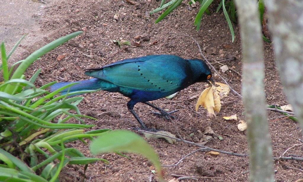An image of a Glossy starling at Skukuza Rest Camp in Kruger National Park, in South Africa. Photography by Frame To Frame - Bob and Jean.