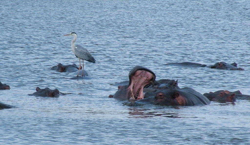 gray heron and hippos, sunset dam, kruger national park, south africa