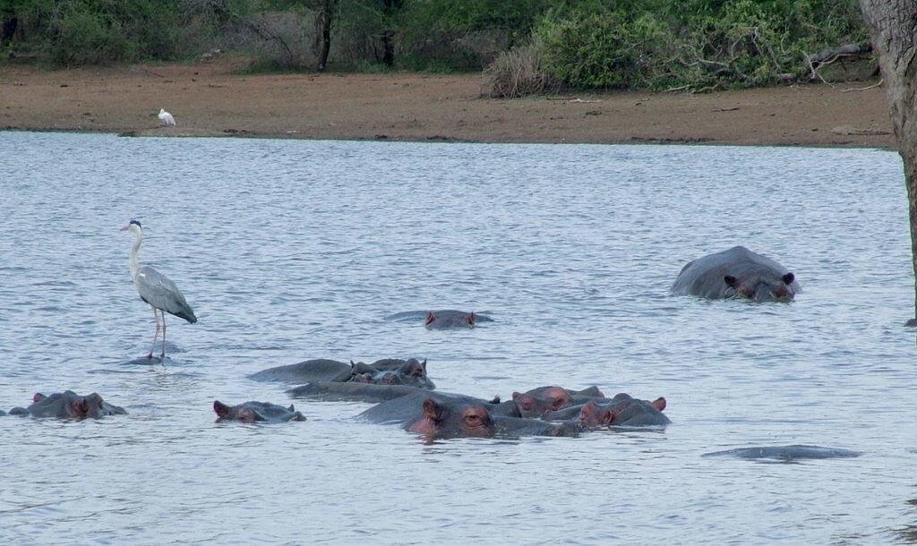 gray heron and hippos, sunset dam, kruger national park, south africa