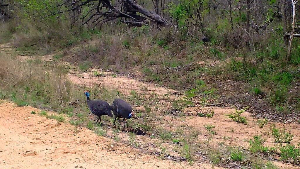 helmeted guineafowl, kruger national park, south africa