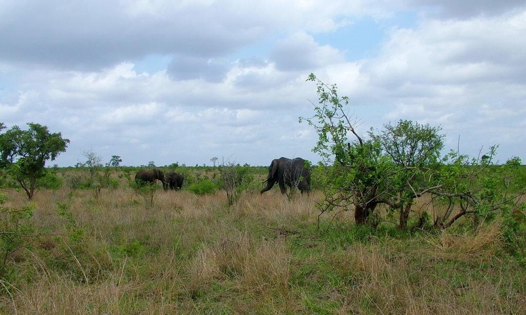 An image of a herd of African bush elephants at Kruger National Park. Photography by Frame To Frame - Bob and Jean.