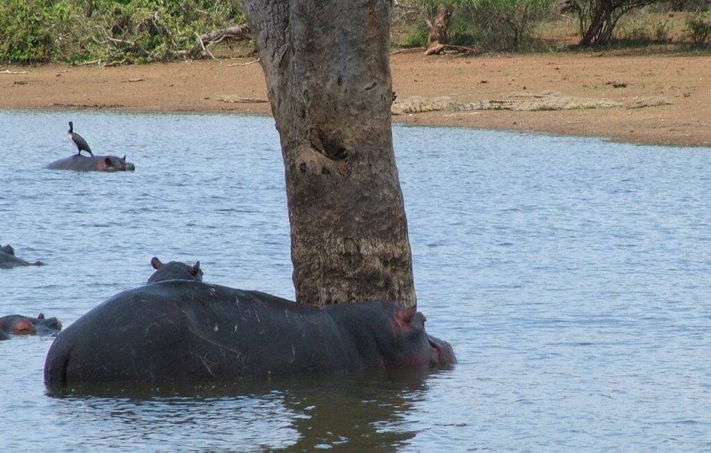 hippos and nile crocodiles, sunset dam, kruger national park, south africa