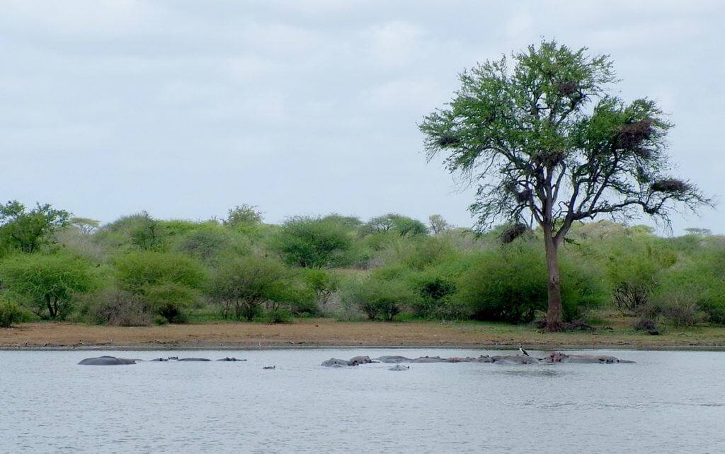 hippopotamus, sunset dam, lower sabie camp, kruger national park, south africa
