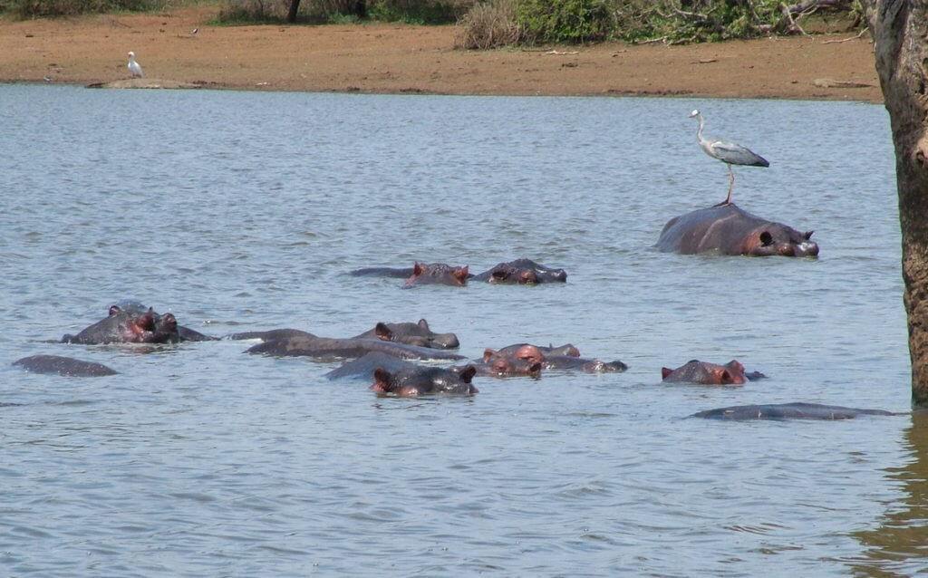 hippopotamuses, sunset dam, lower sabie camp, kruger national park, south africa