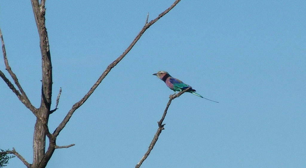 lilac-breasted roller, kruger national park, south africa