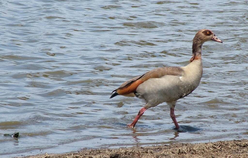 egyptian goose, male, sunset dam, kruger national park, south africa
