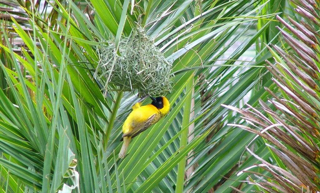 An image of a Lesser masked weaver at Skukuza Rest Camp in Kruger National Park, in South Africa. Photography by Frame To Frame - Bob and Jean.