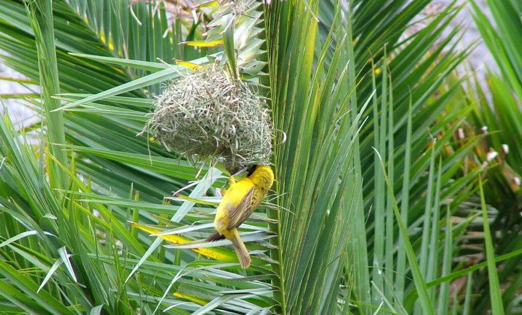 Image of a lesser-masked weaver working on the entrance to its nest at Skukuza Rest Camp in Kruger National 