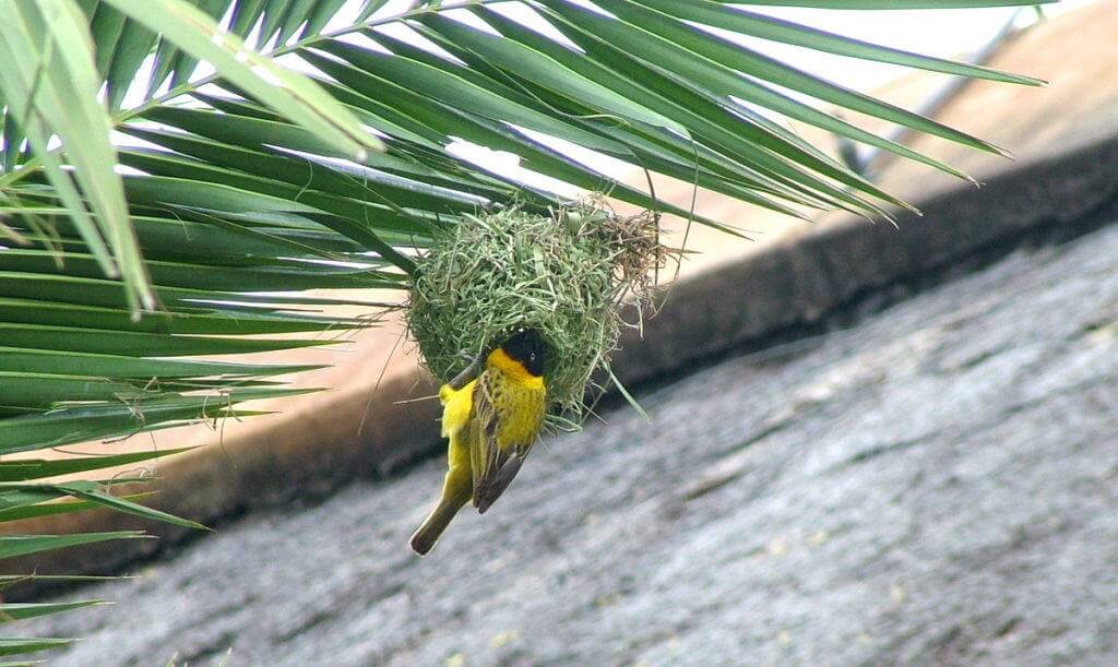 Image of a lesser-masked weaver building a nest at Skukuza Rest Camp in Kruger National Park