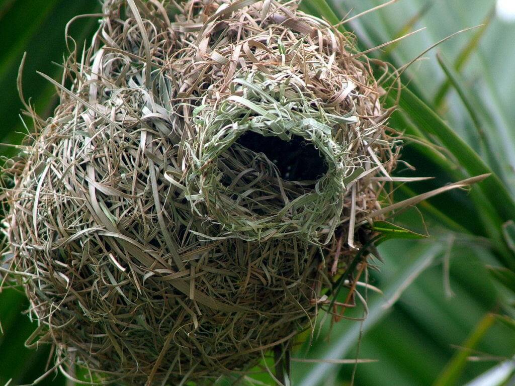 Image of a lesser-masked weaver nest at Skukuza Rest Camp in Kruger National 