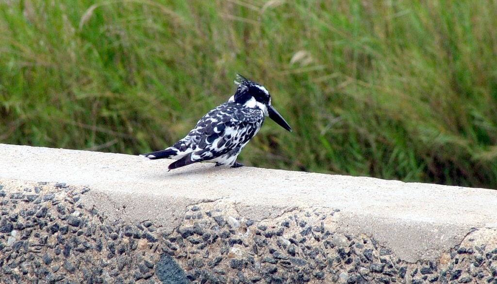 pied kingfisher, kruger national park, south africa