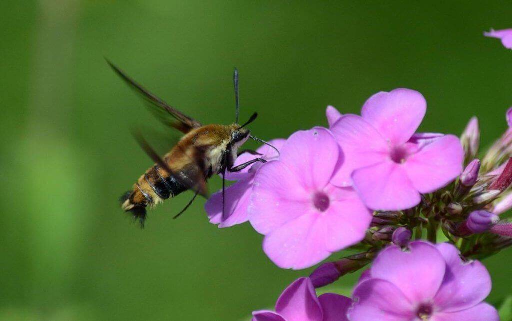snowberry-clearwing-moth-oxtongue-lake-ontario