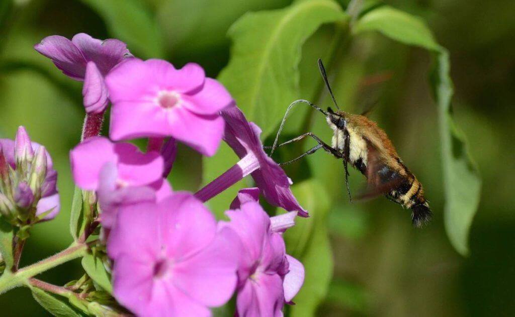 snowberry-clearwing-moth-oxtongue-lake-ontario-2