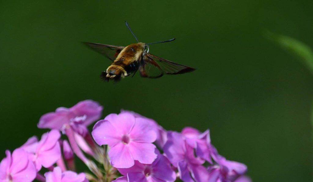 snowberry-clearwing-moth-oxtongue-lake-ontario-3