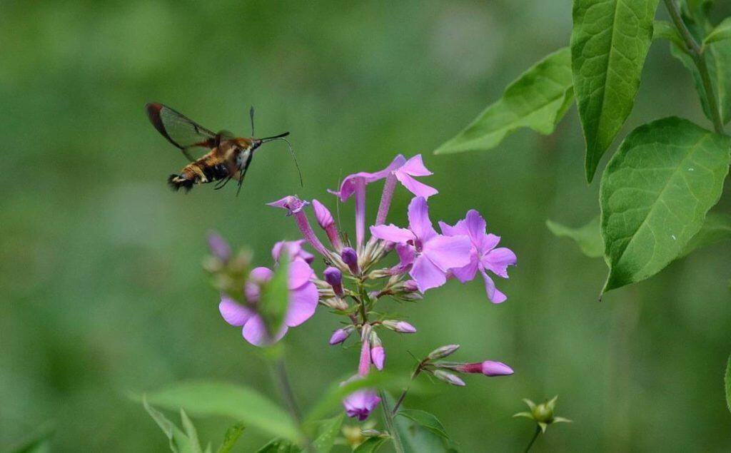 snowberry-clearwing-moth-oxtongue-lake-ontario-5
