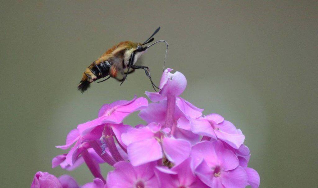 snowberry-clearwing-moth-oxtongue-lake-ontario-6