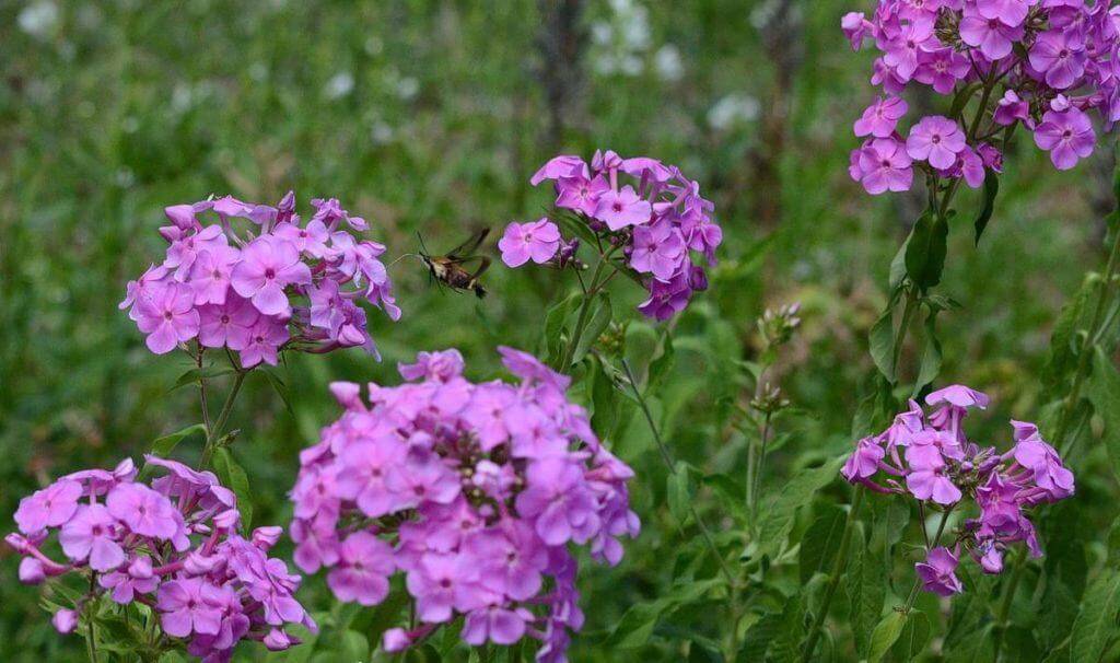 snowberry-clearwing-moth-oxtongue-lake-ontario-7