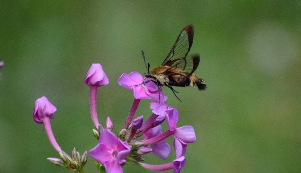 snowberry-clearwing-moth-oxtongue-lake-ontario-8