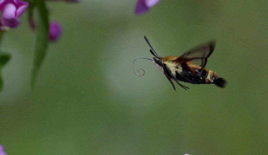 snowberry-clearwing-moth-oxtongue-lake-ontario-9