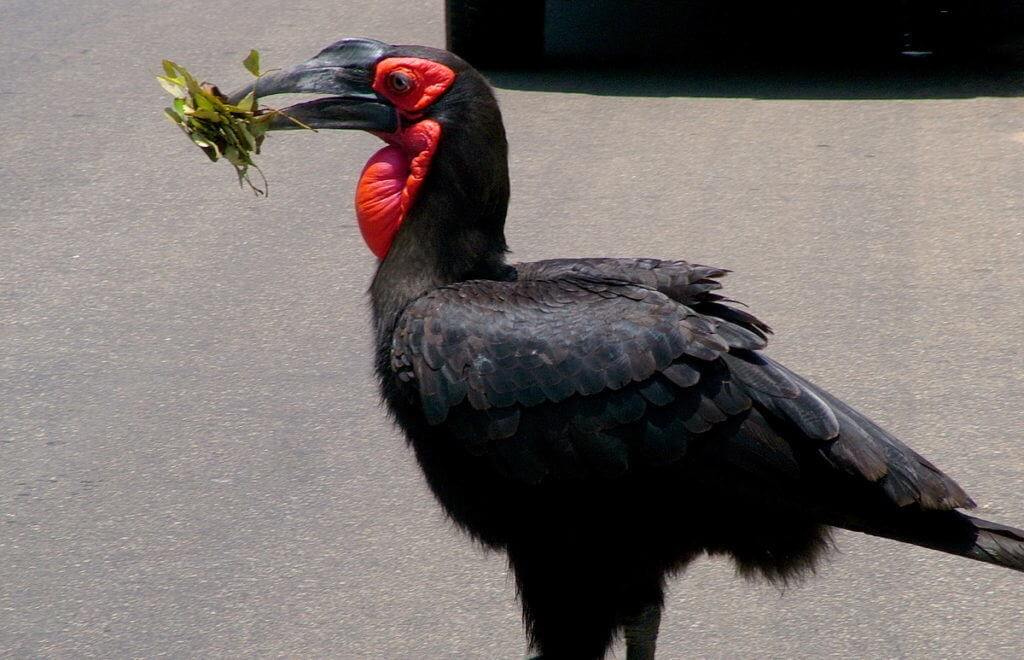 An image of a Southern Ground Hornbill crosses roadway with leaves at Kruger National Park. Southern Ground Hornbill crossing a roadway will carrying leaves in its beak in Kruger National Park. Photography by Frame To Frame - Bob and Jean.