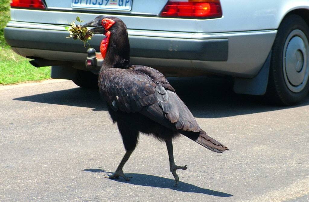 An image of Southern Ground Hornbill crossing a roadway will carrying leaves in its beak in Kruger National Park. South Africa. Photography by Frame To Frame - Bob and Jean.