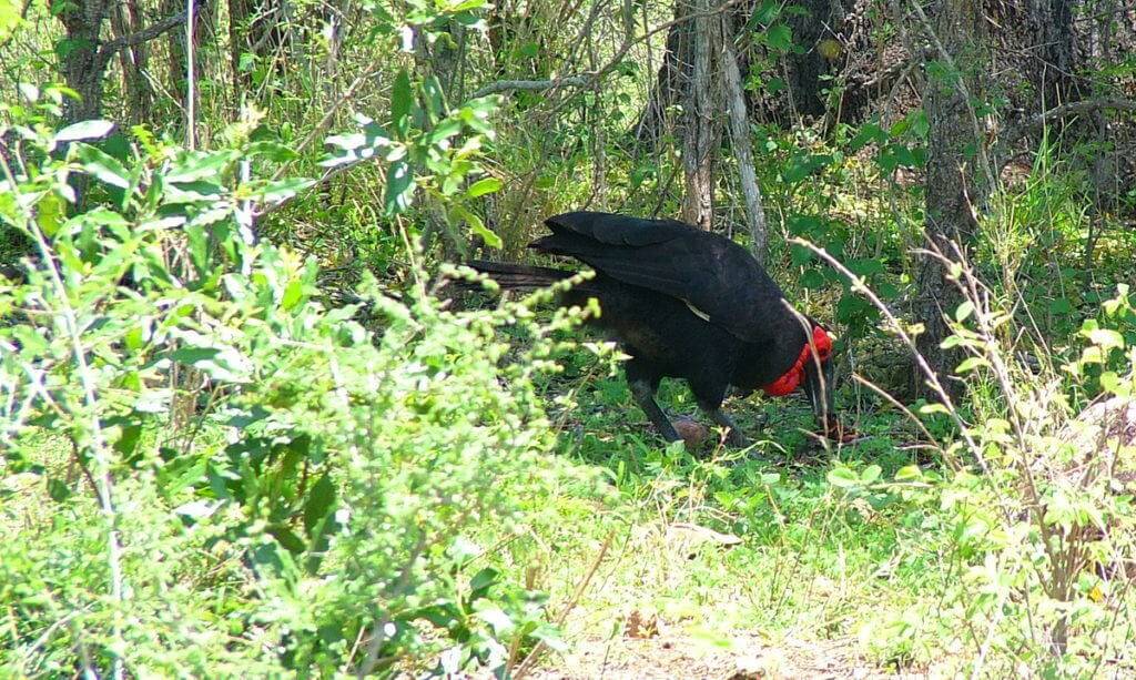 An image of a Southern Ground Hornbill gathering leaves on the ground at Kruger National Park, in South Africa. Photography by Frame To Frame - Bob and Jean..