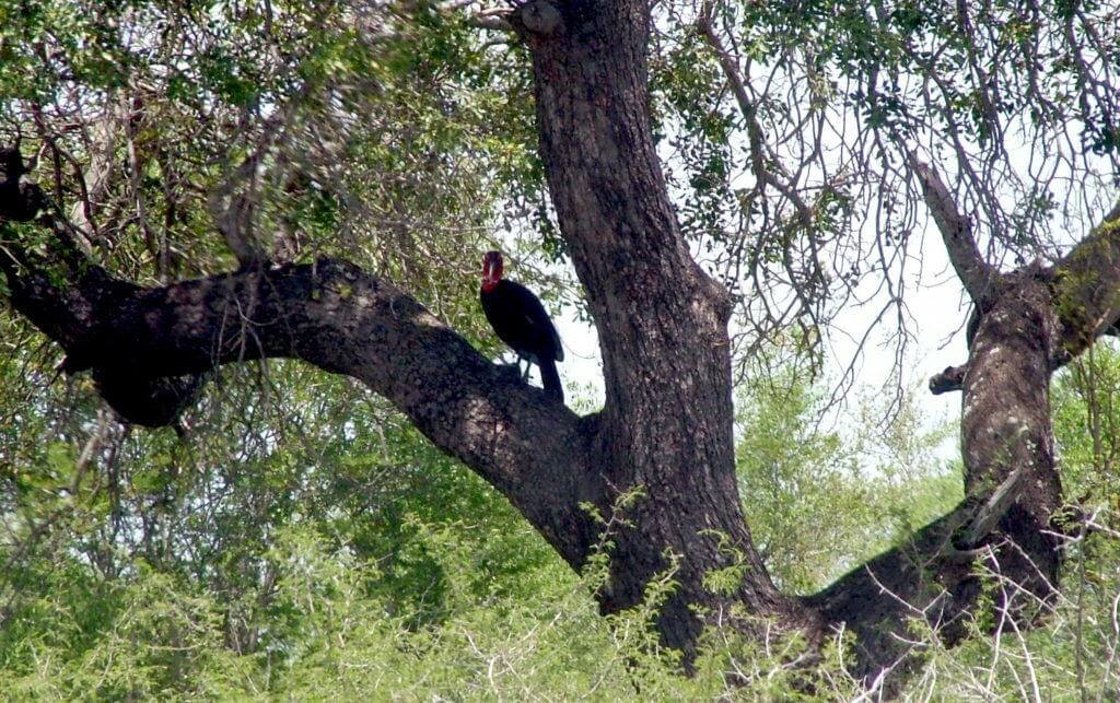 An image of a Southern Ground Hornbill sitting in a tree in Kruger National Park. Photography by Frame To Frame - Bob and Jean.