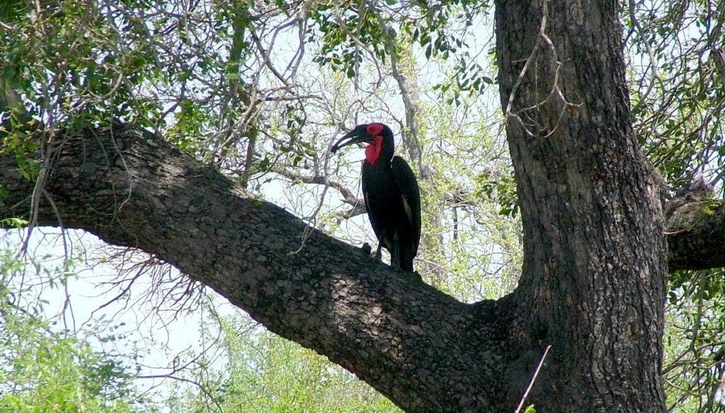 An image of a Southern Ground Hornbill on a tree limb in Kruger National Park, South Africa. Photography by Frame To Frame - Bob and Jean.