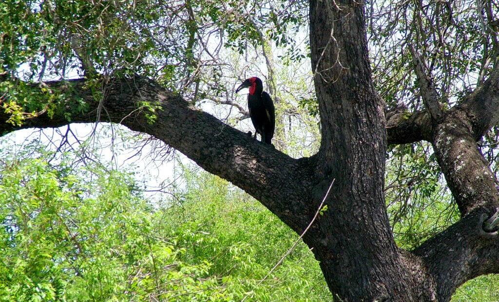 An image of a Southern Ground Hornbill sitting on a tree limb in Kruger National Park, South Africa. Photography by Frame To Frame - Bob and Jean.