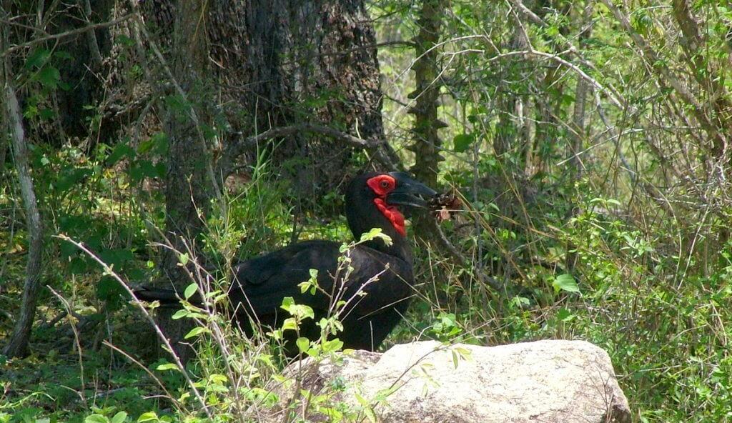 An image of a Southern Ground Hornbill walking with leaves in its beak in Kruger National Park, south Africa. Photography by Frame To Frame - Bob and Jean..