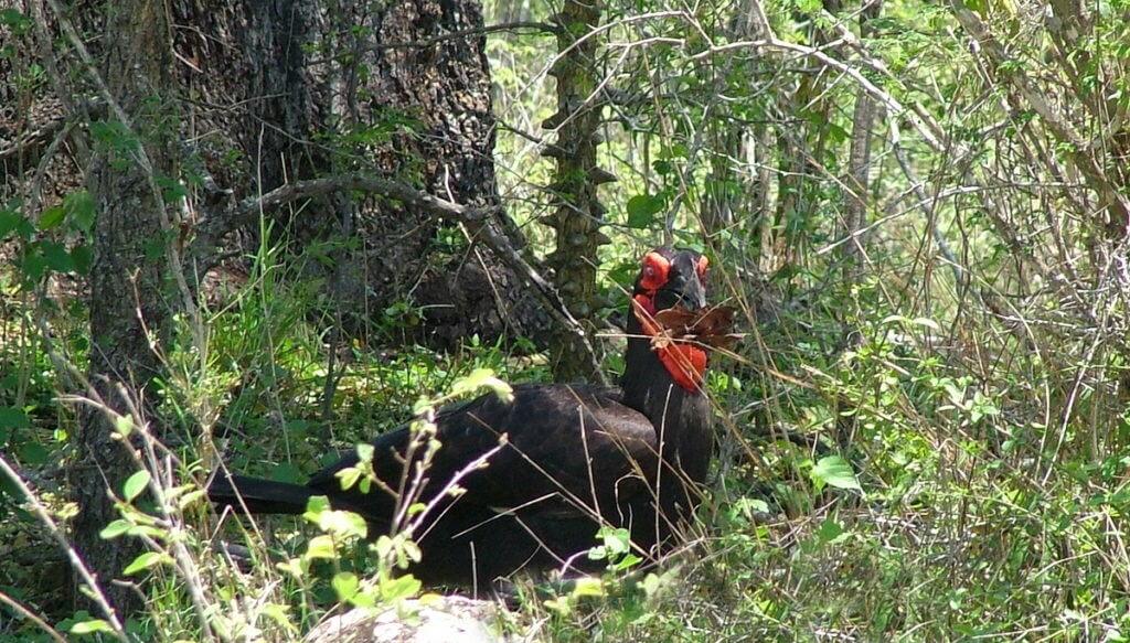 An image of a Southern Ground Hornbill in Kruger National Park. Photography by Frame To Frame - Bob and Jean.