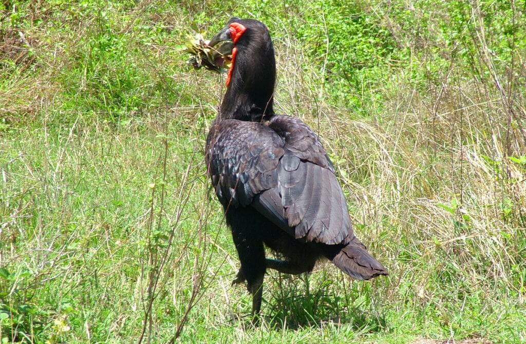 An image of a Southern Ground Hornbill walking on the grass with leaves in its beak in Kruger National Park. Photography by Frame To Frame - Bob and Jean.
