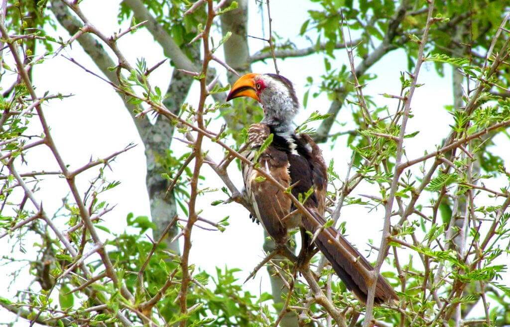 Image of a Yellowbilled Hornbill in Kruger National Park, South Africa. 