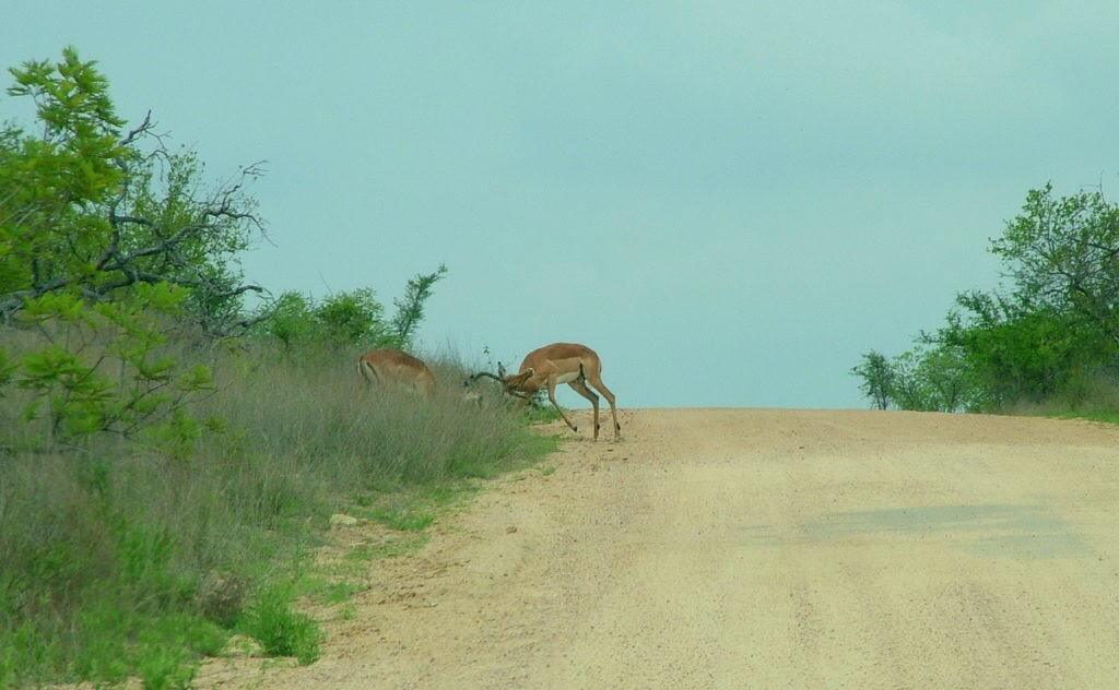 An image of two Impala fighting along a dirt road in Kruger National Park, South Africa. Photography by Frame To Frame - Bob and Jean.