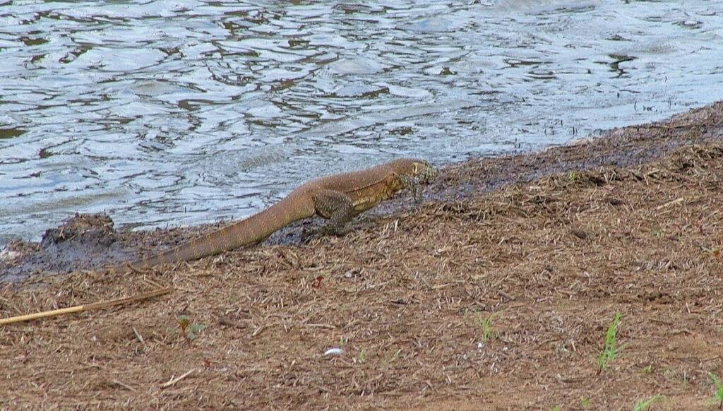 water monitor, sunset dam, kruger national park, south africa