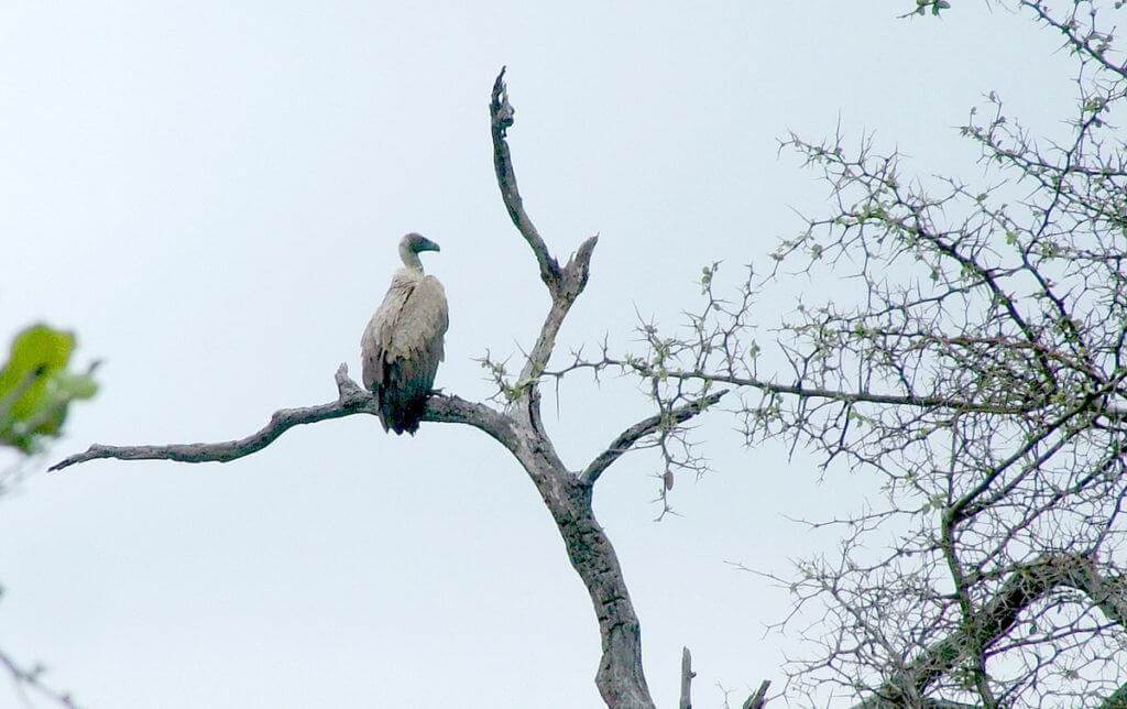 white-backed-vulture-in-tree-at-kruger-national-park-south-africa-1