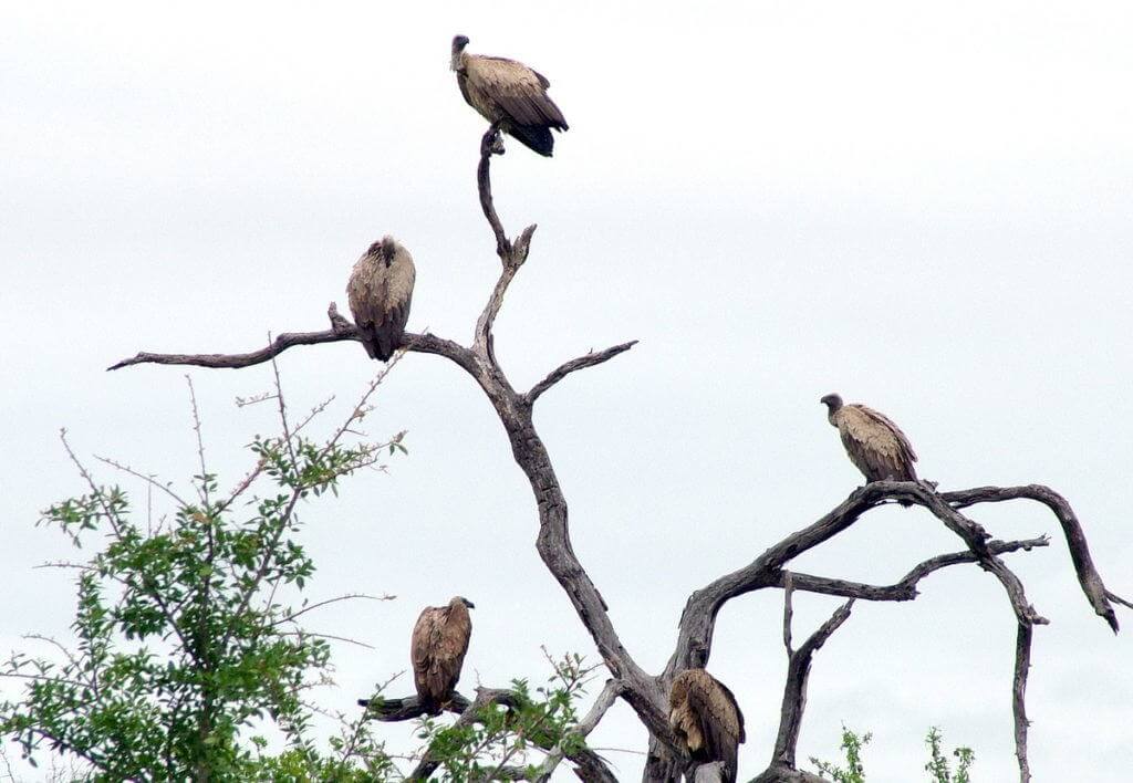 white-backed-vultures-in-tree-at-kruger-national-park-south-africa-1