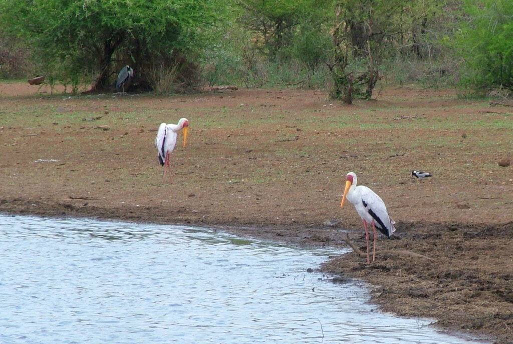 yellow-billed storks and grey heron, sunset dam, lower sabie camp, kruger national park, south africa