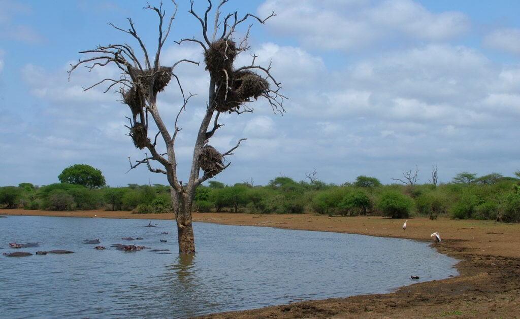 yellow-billed storks and hippos, sunset dam, lower sabie camp, kruger national park, south africa