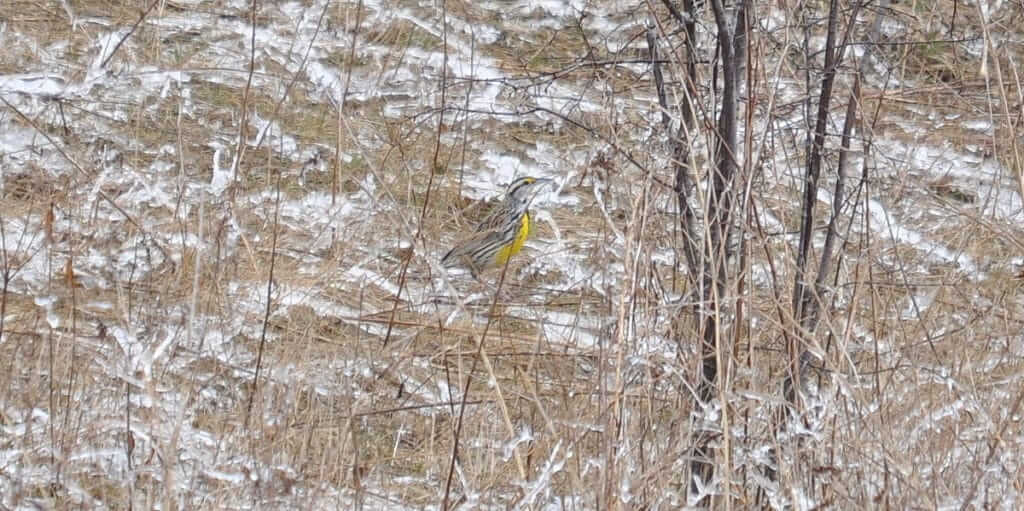 An image of an Eastern meadowlark in early spring at Rouge National Park in Toronto, Ontario.