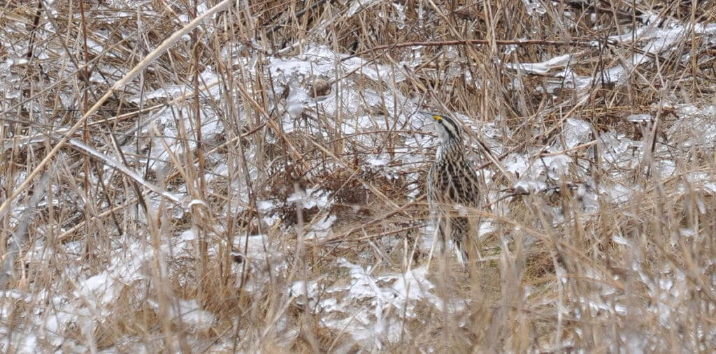 An image of an Eastern meadowlark in early spring among the brown grass at Rouge National Park in Toronto, Ontario.