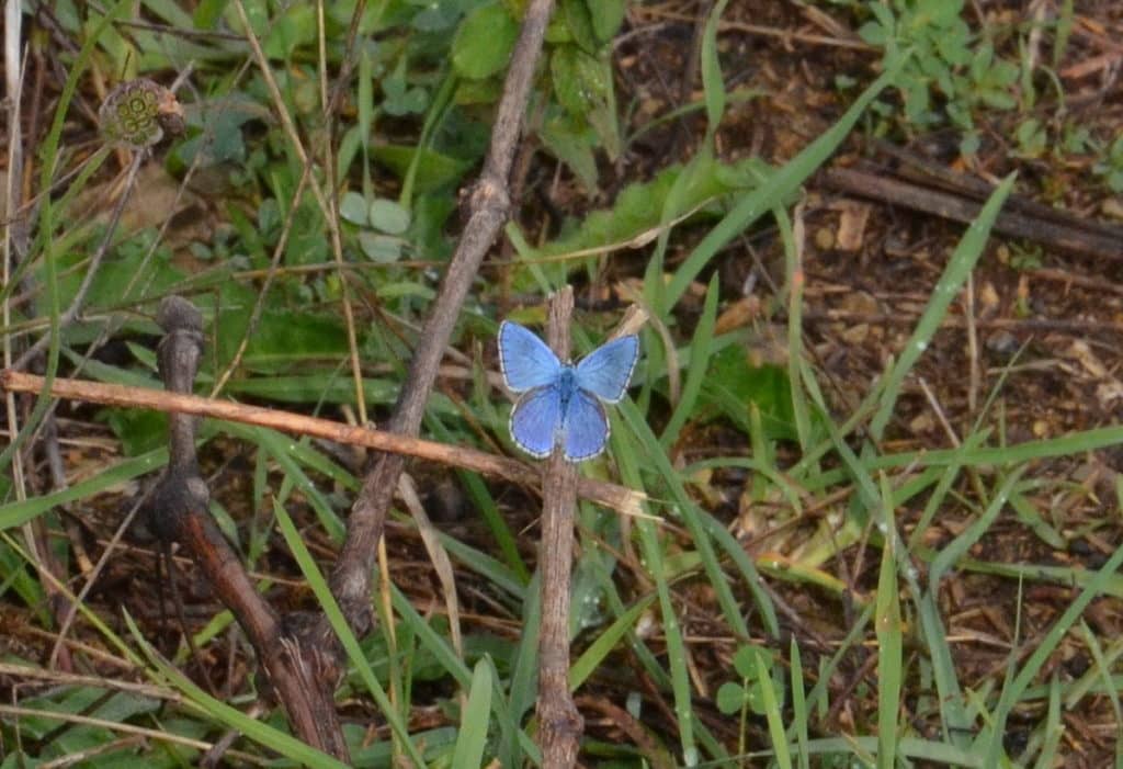 Image of an Adonis Blue Butterfly in Tuscany 