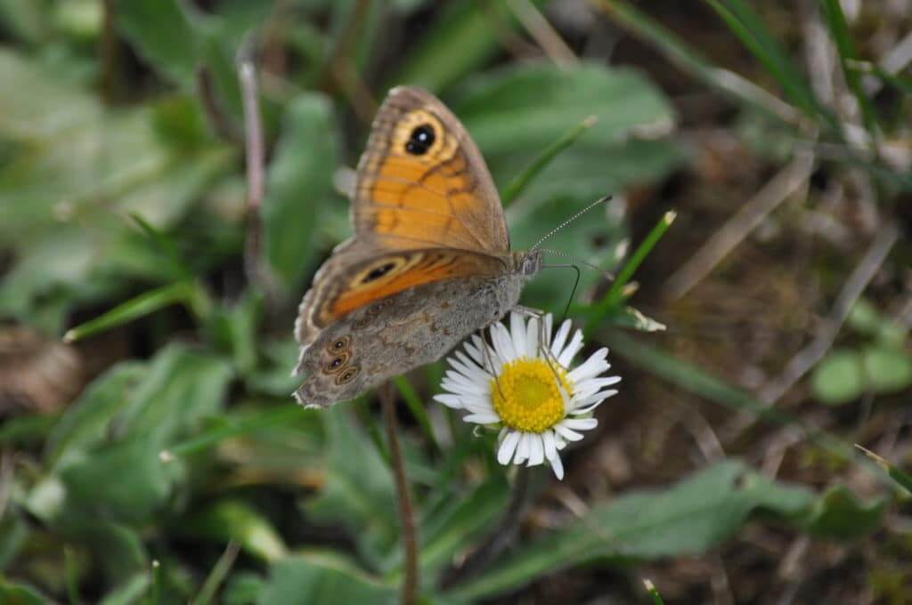 Image of Large Wall Brown Butterfly female in Tuscany